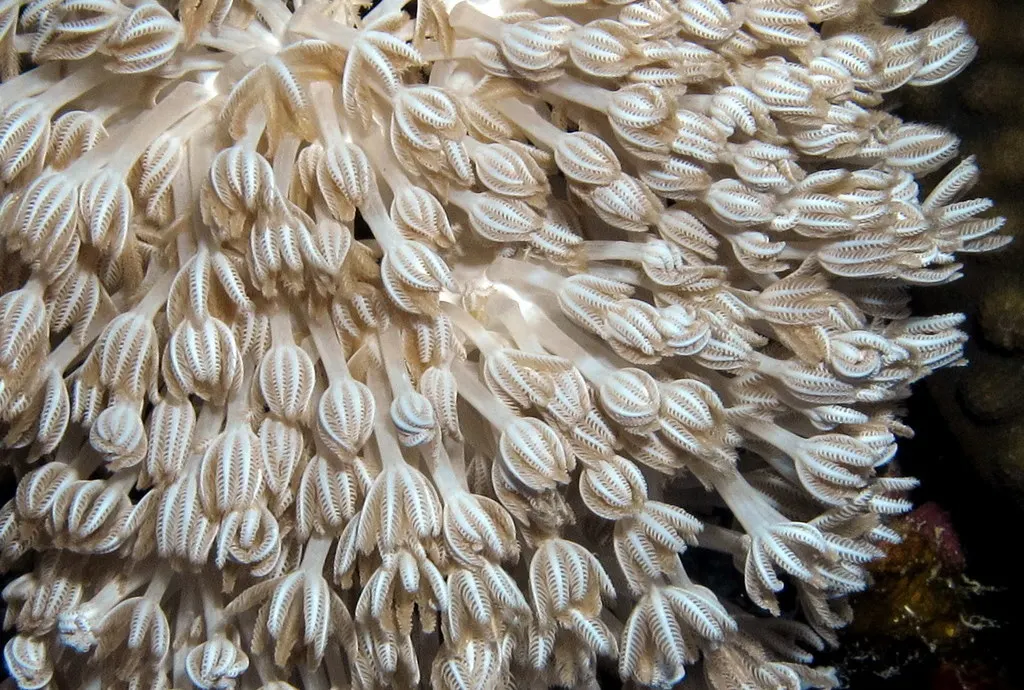 Pulsating soft coral (Heteroxenia fuscescens) – photo