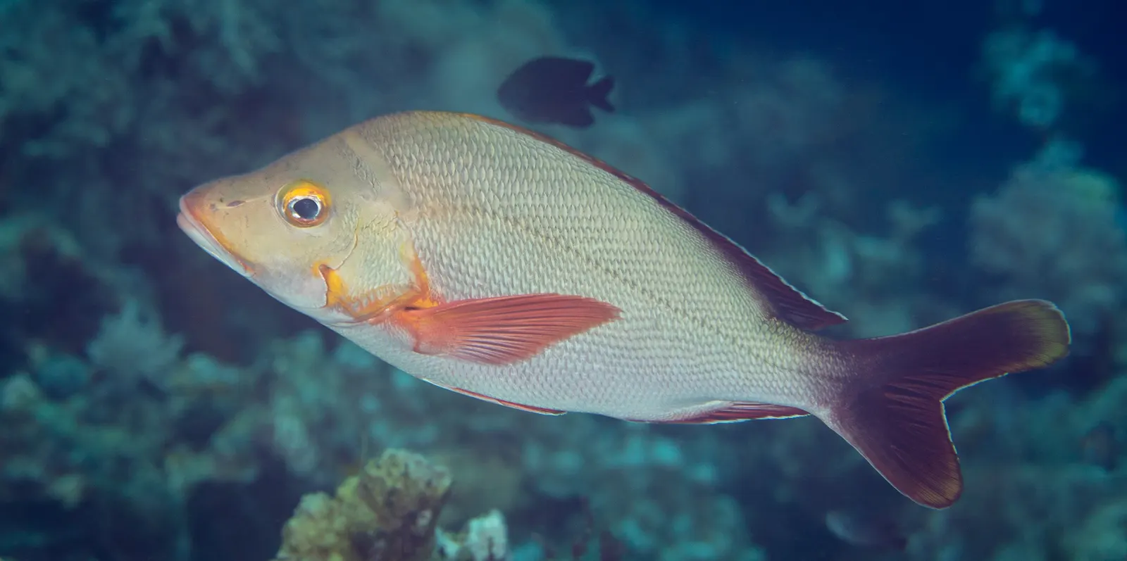 Humpback snapper (Lutjanus gibbus) – photo