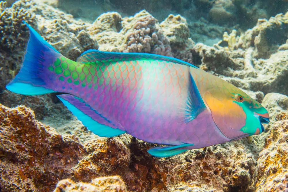 Rusty parrotfish (Scarus ferrugineus) – photo