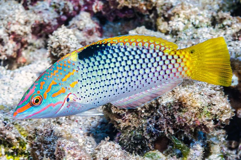 Checkerboard wrasse (Halichoeres hortulanus) – photo