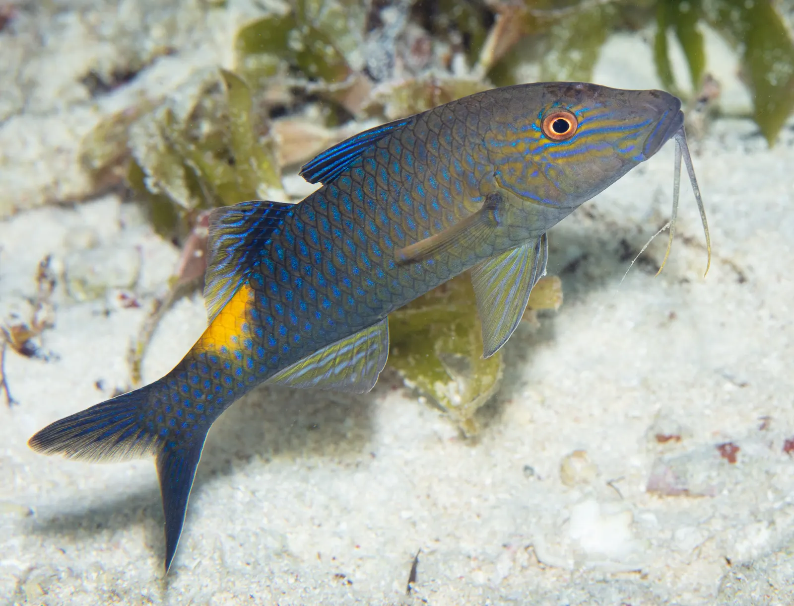 Yellowsaddle goatfish (Parupeneus cyclostomus) – photo