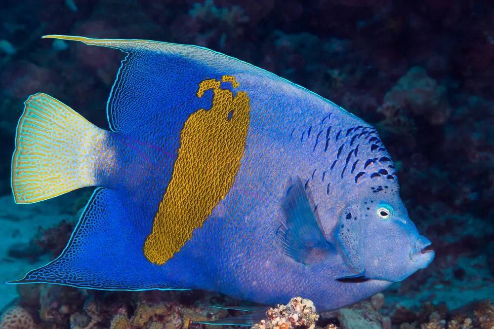 Yellowbar angelfish (Pomacanthus maculosus) – photo