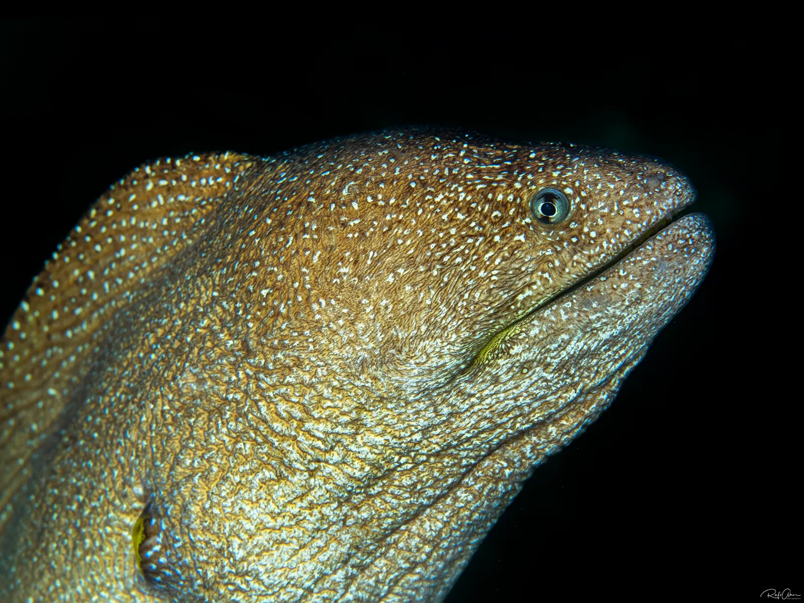 Sárgaszájú muréna (Gymnothorax nudivomer) – fotó