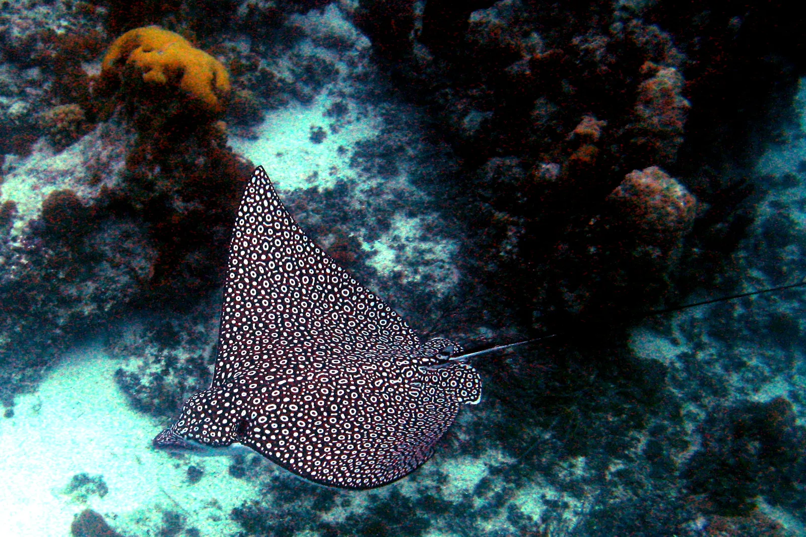 Spotted eagle ray (Aetobatus narinari) – photo