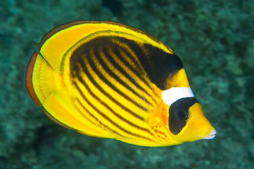 Sávos pillangóhal (Chaetodon fasciatus) – fotó