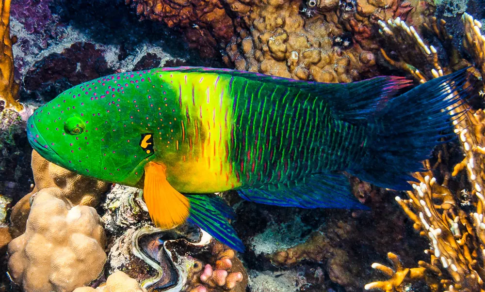 Broomtail wrasse (Cheilinus lunulatus) – photo