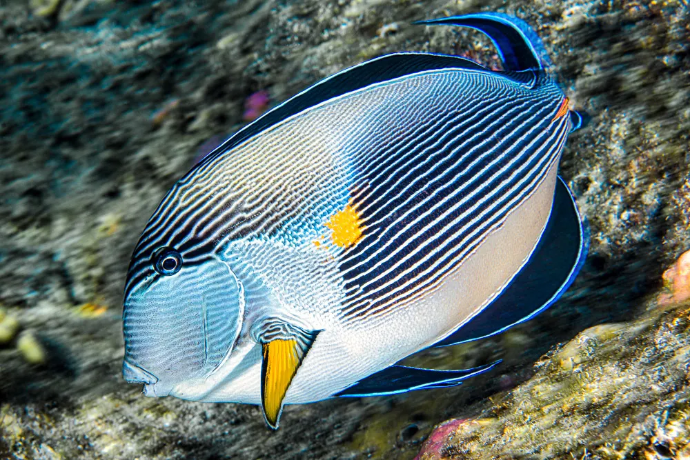 Szohal-doktorhal (Acanthurus sohal) – fotó
