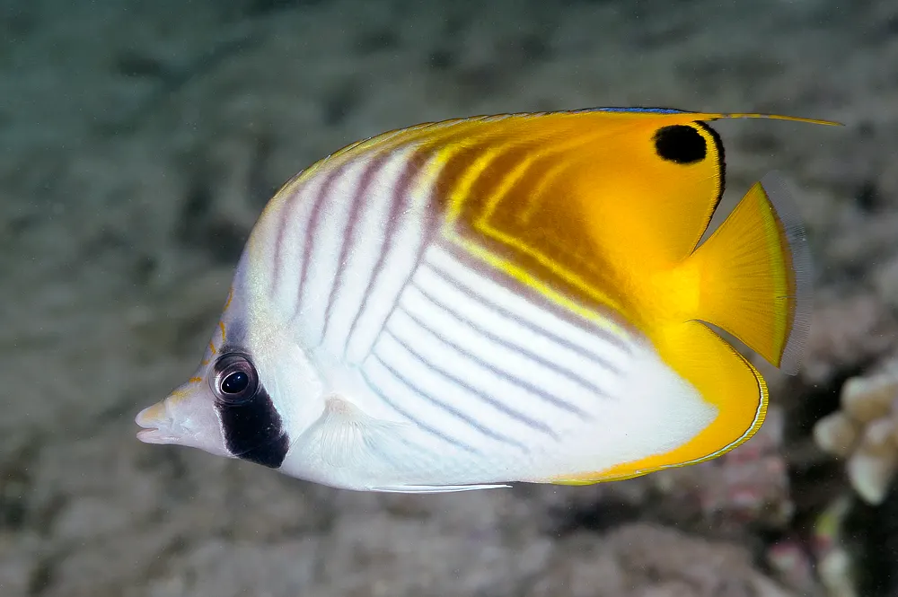 Sujtásos pillangóhal (Chaetodon auriga) – fotó