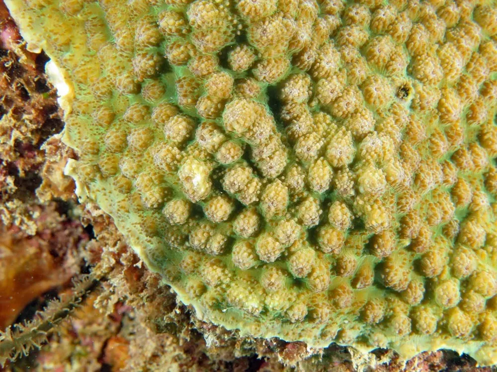 Sünkorall (Echinopora gemmacea) – fotó