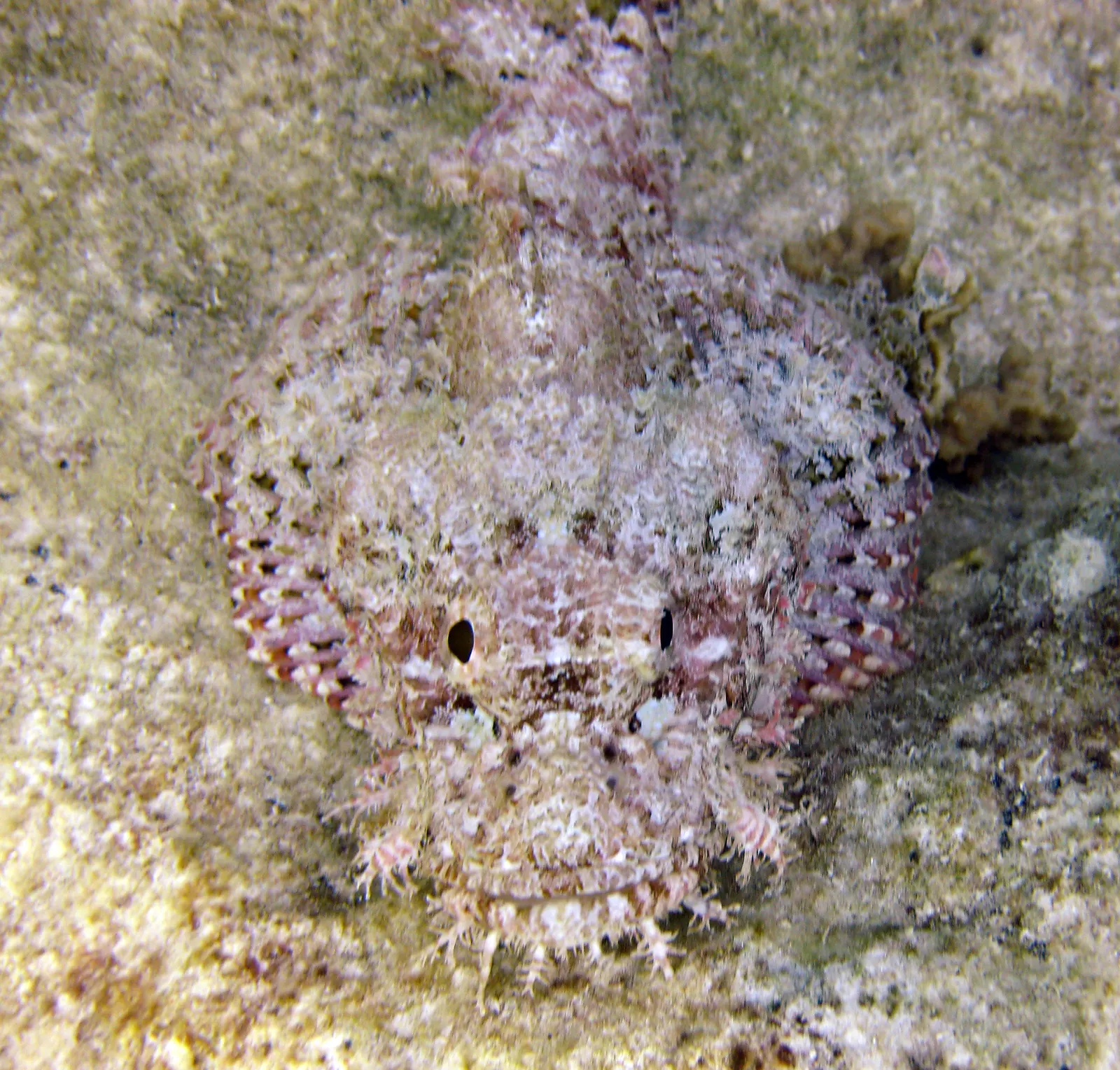 Bearded scorpionfish (Scorpaenopsis barbata) – photo