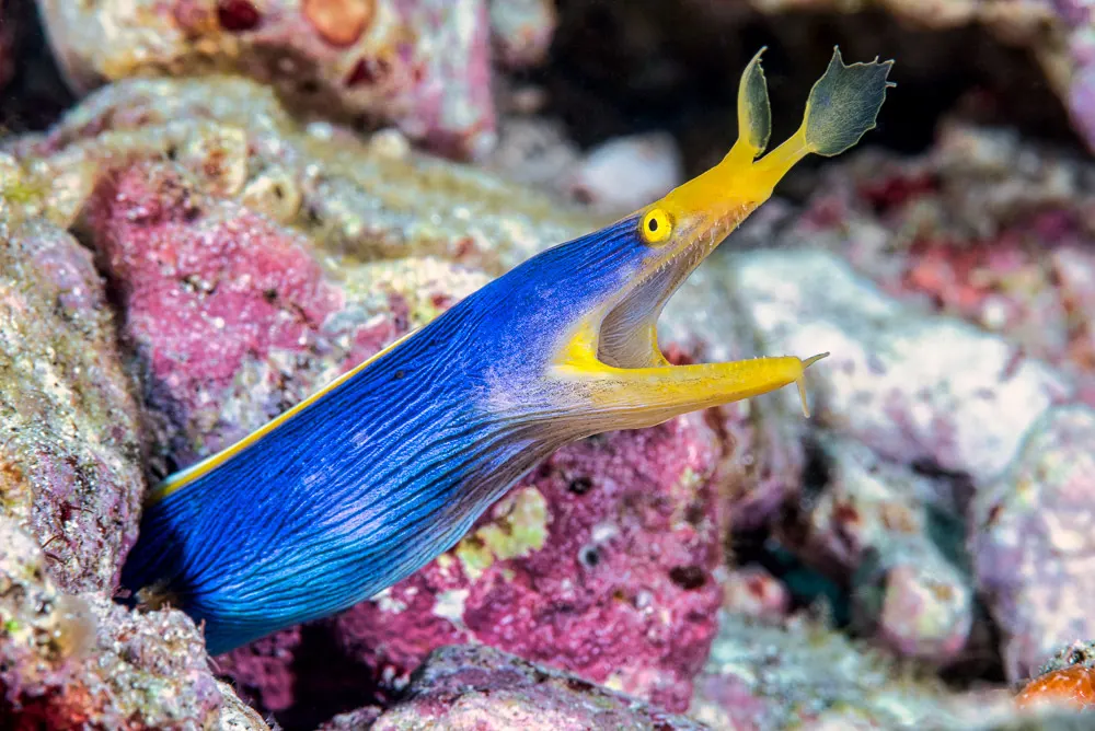 Ribbon eel (Rhinomuraena quaesita) – photo