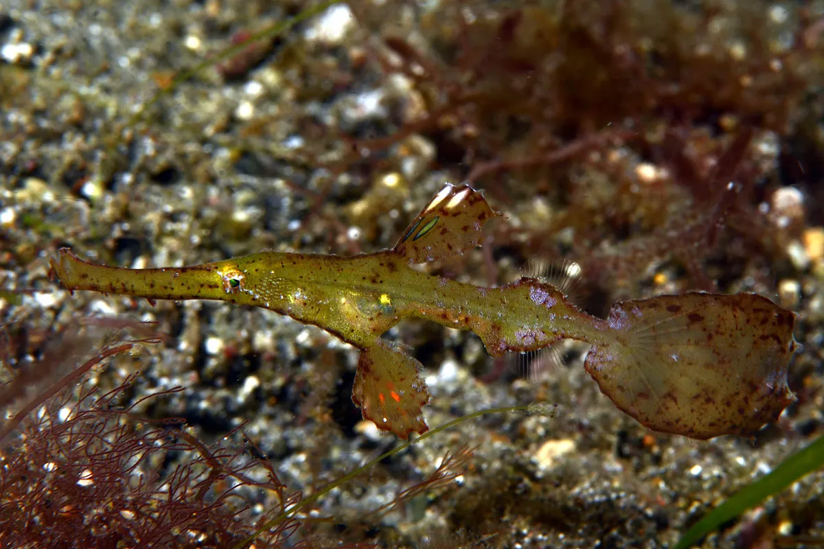 Robust ghostpipefish (Solenostomus cyanopterus) – photo