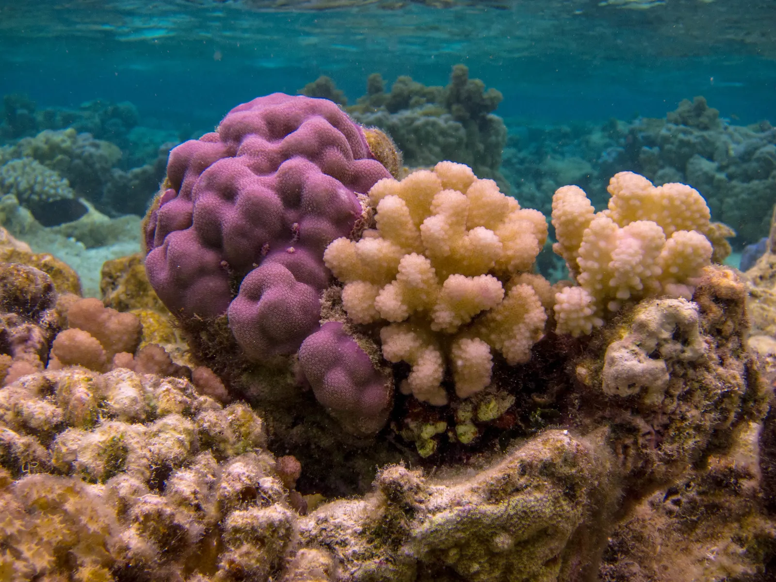 Szemölcsös karfiolkorall (Pocillopora verrucosa) – fotó
