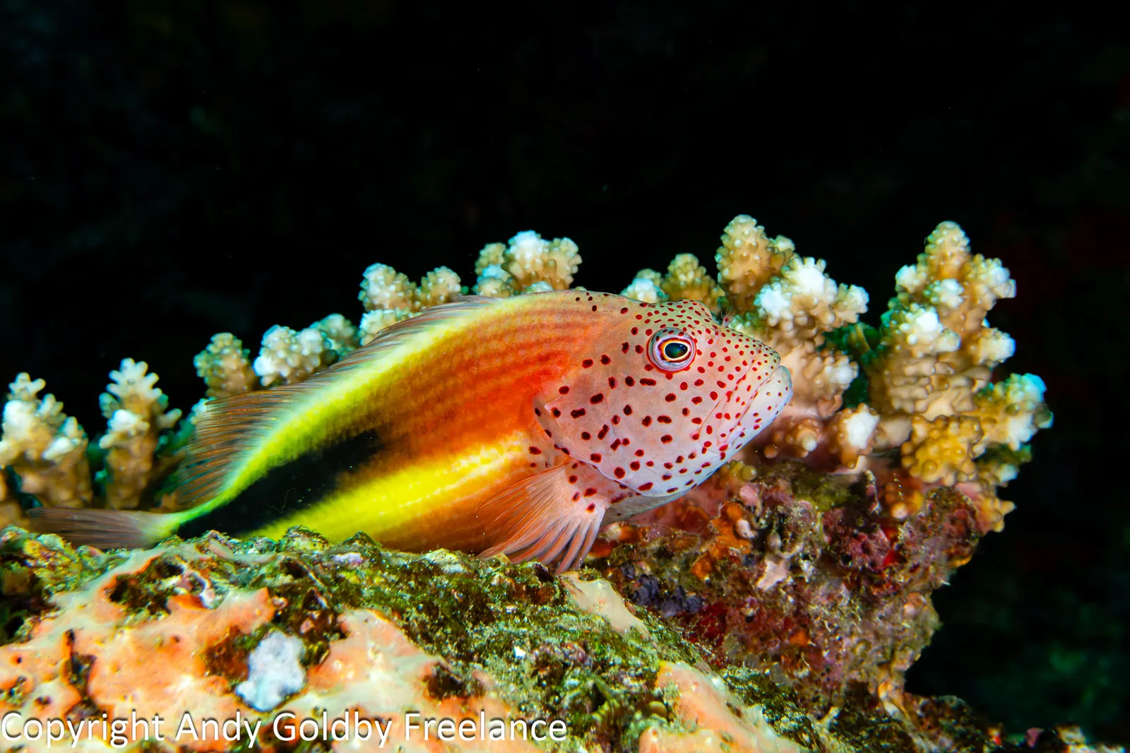 Freckled hawkfish (Paracirrhites forsteri) – photo