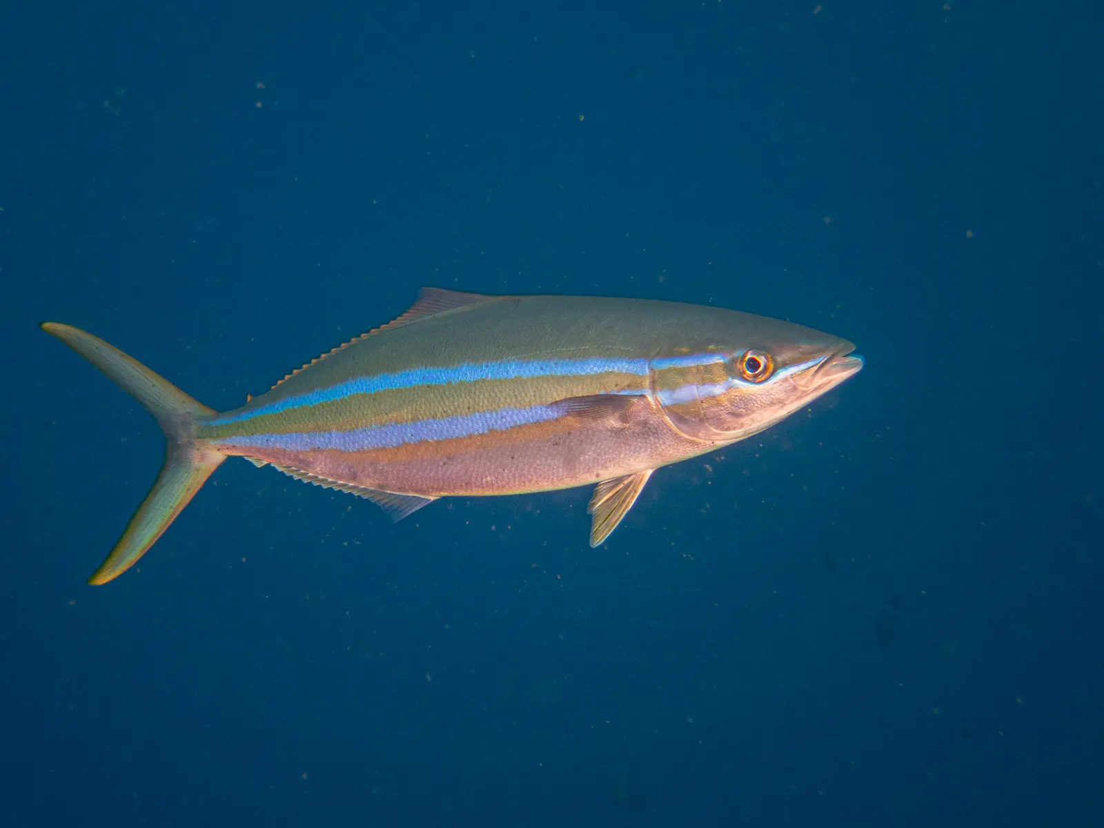 Rainbow runner (Elagatis bipinnulata) – photo