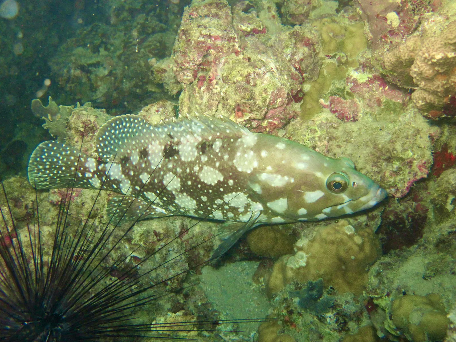 Szumána sziklasügér (Epinephelus summana) – fotó