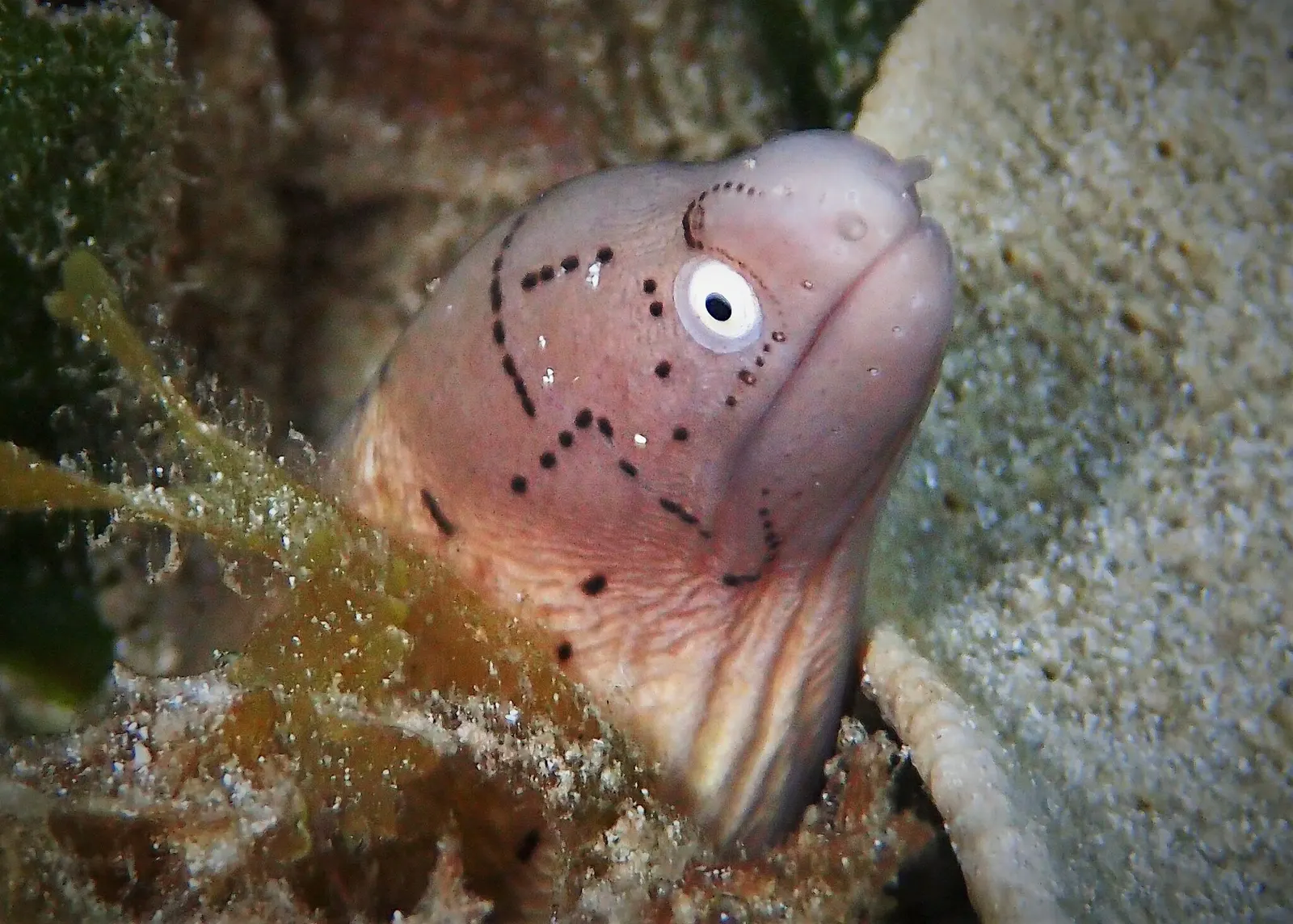 Geometric moray (Gymnothorax griseus) – photo