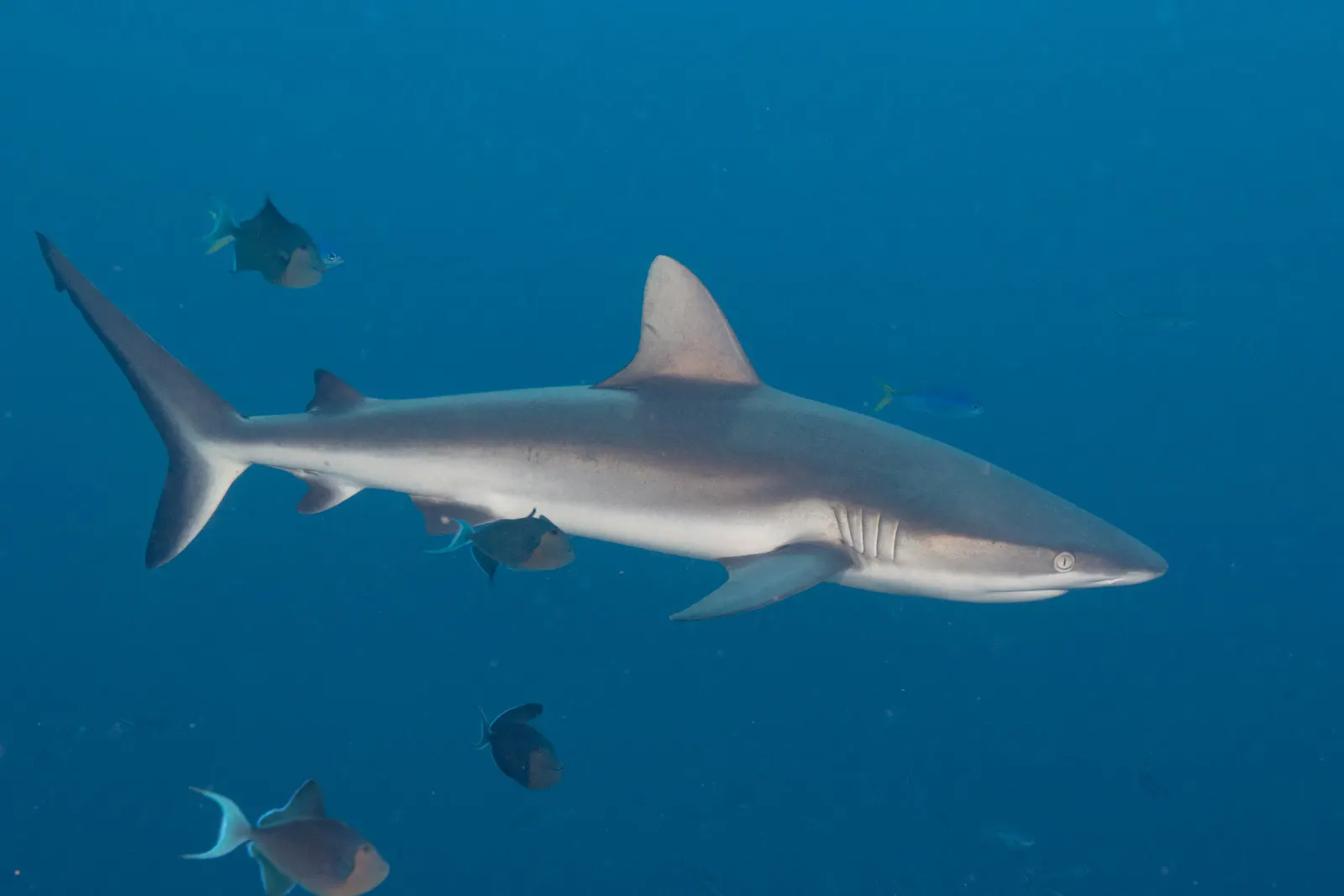Grey reef shark (Carcharhinus amblyrhynchos) – photo