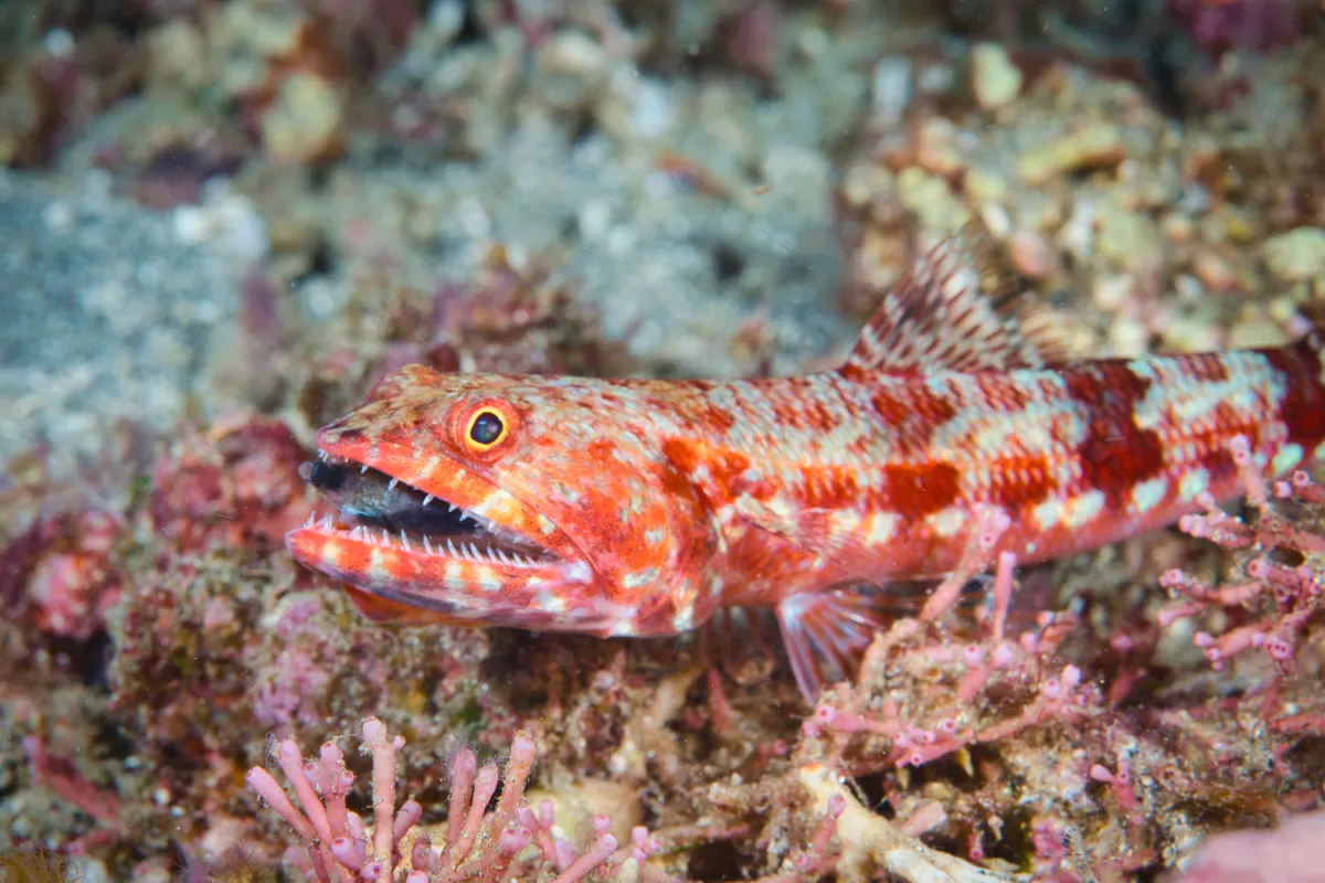 Variegated lizardfish (Synodus variegatus) – photo