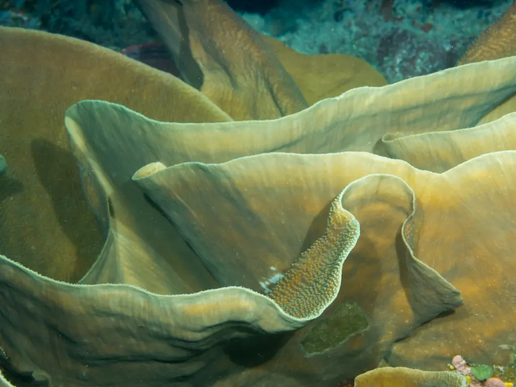 Scroll coral (Turbinaria mesenterina) – photo