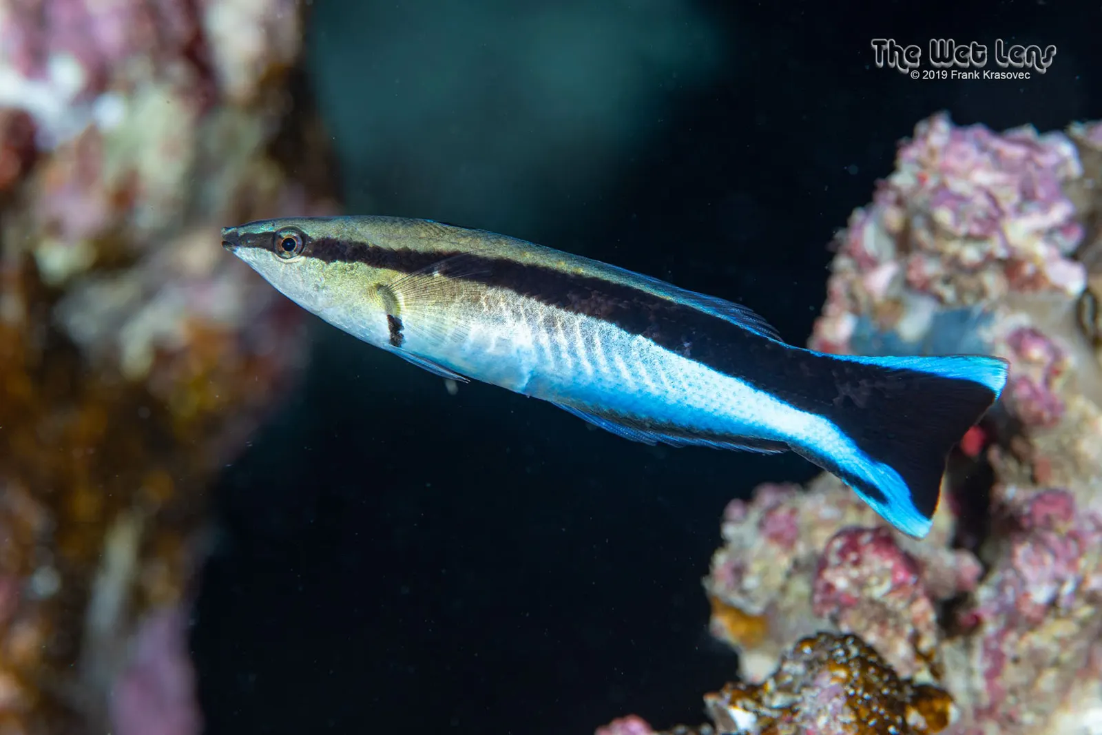 Tisztogató ajakoshal (Labroides dimidiatus) – fotó