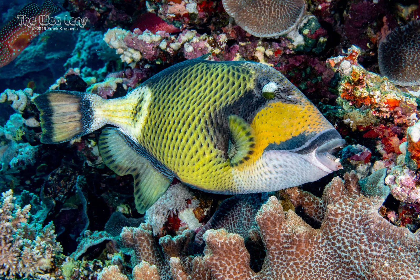 Titan triggerfish (Balistoides viridescens) – photo