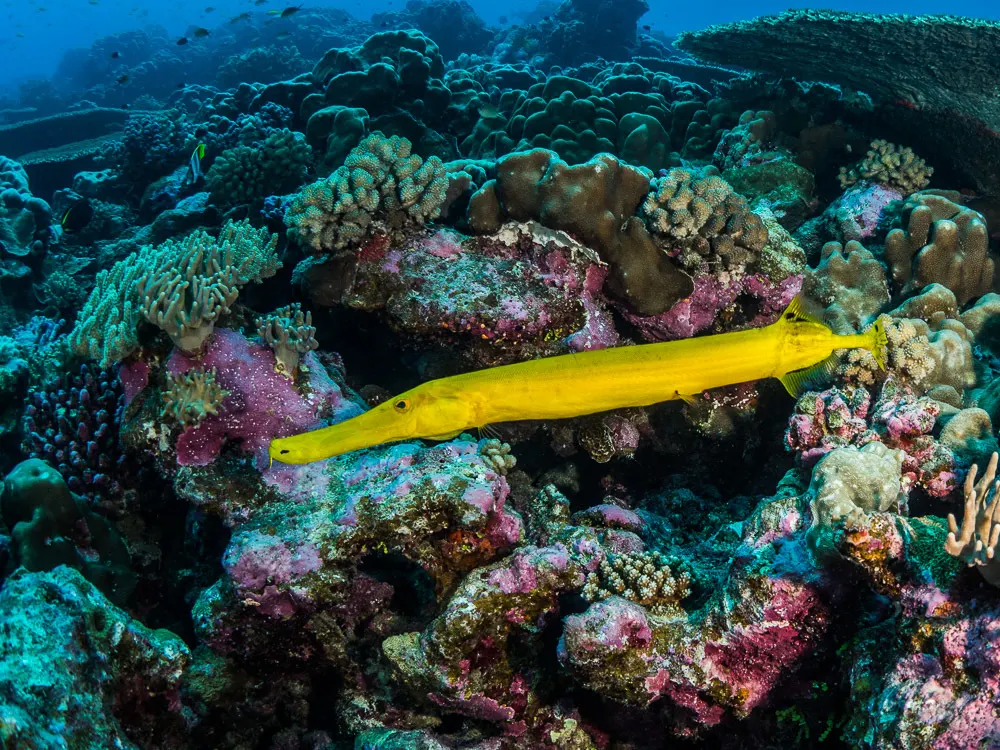Trombitahal (Aulostomus chinensis) – fotó