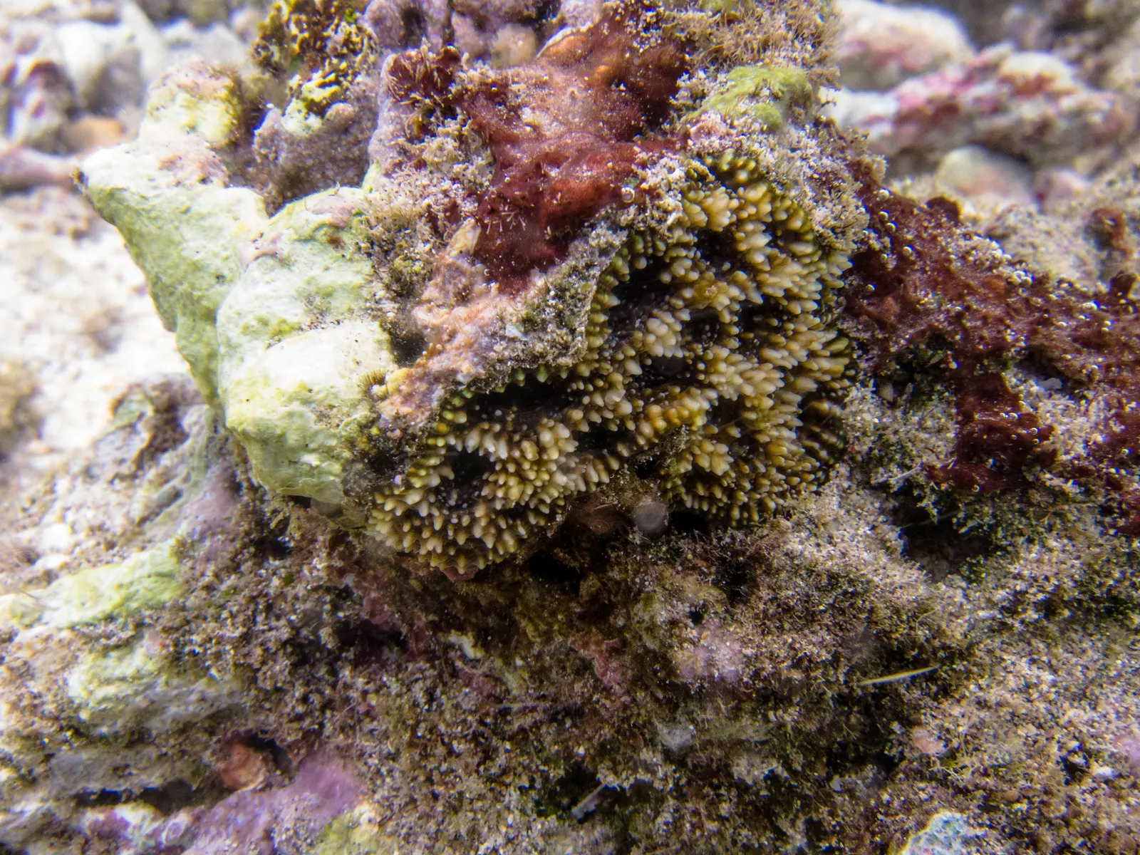 Starry cup coral (Acanthastrea echinata) – photo
