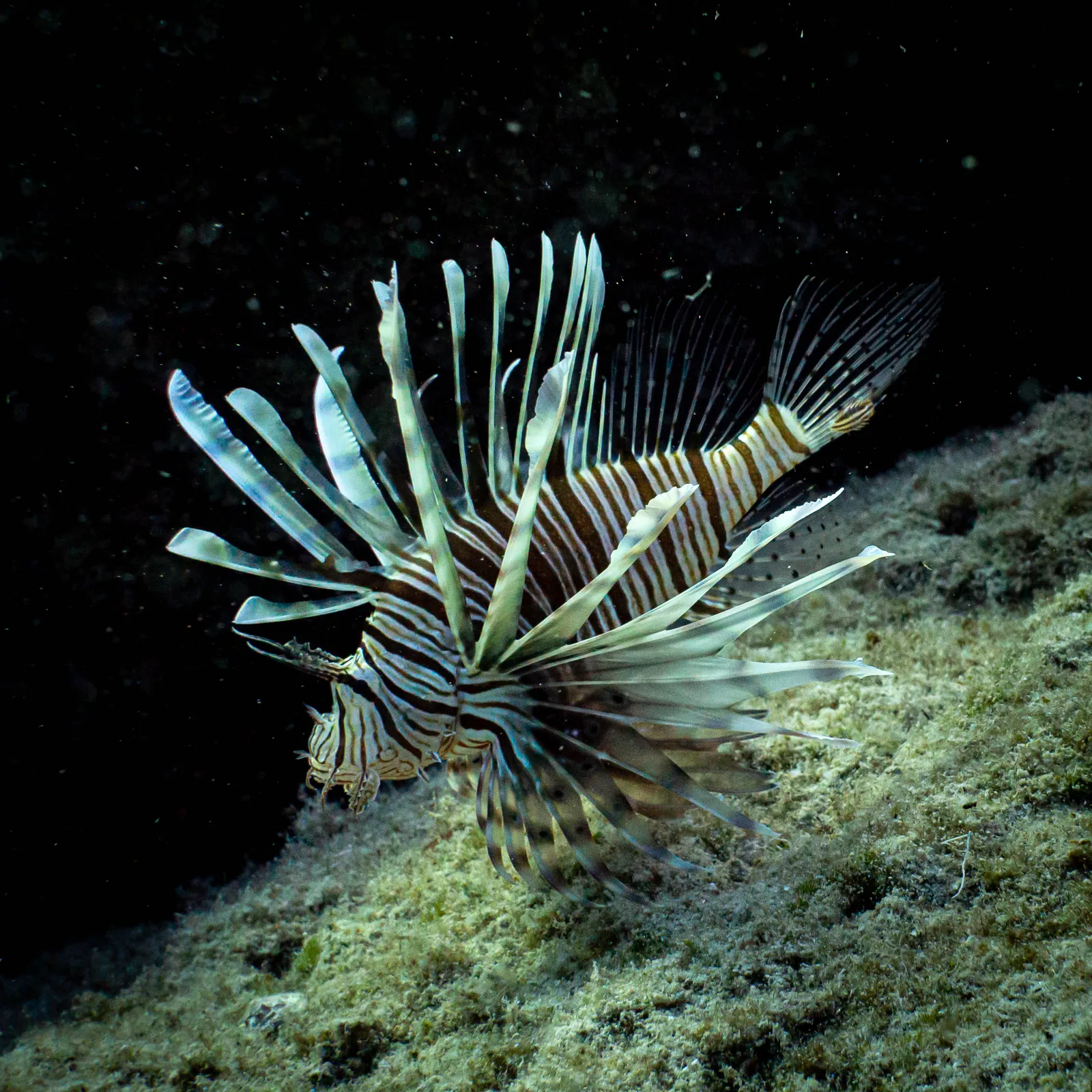 Tűzhal (Pterois miles) – fotó