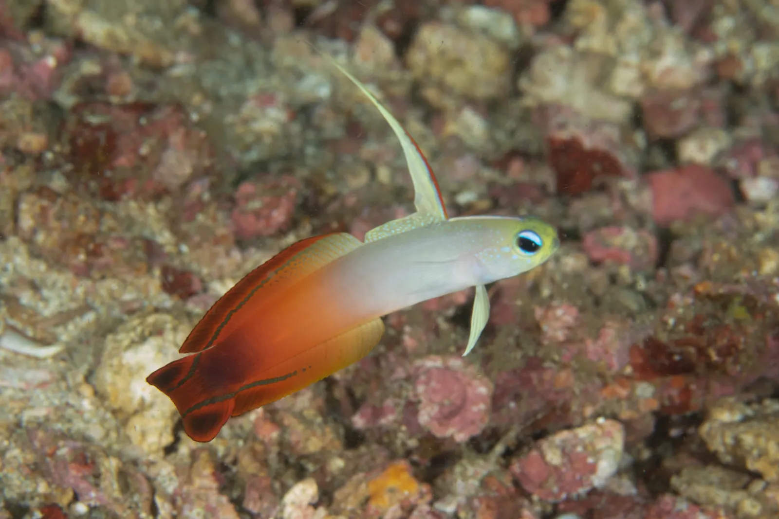 Fire dartfish (Nemateleotris magnifica) – photo