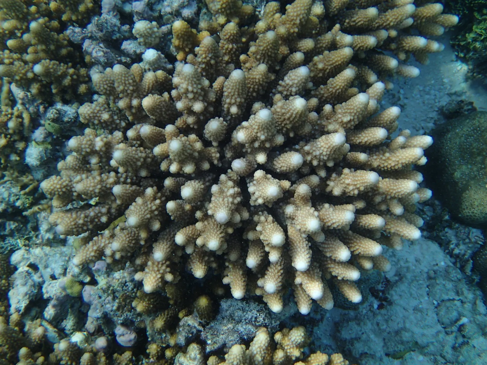 Finger staghorn coral (Acropora humilis) – photo