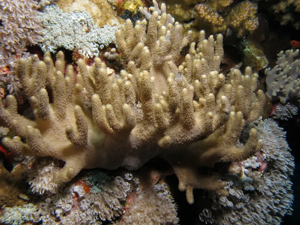 Ujjas bőrkorall (Sinularia polydactyla) – fotó