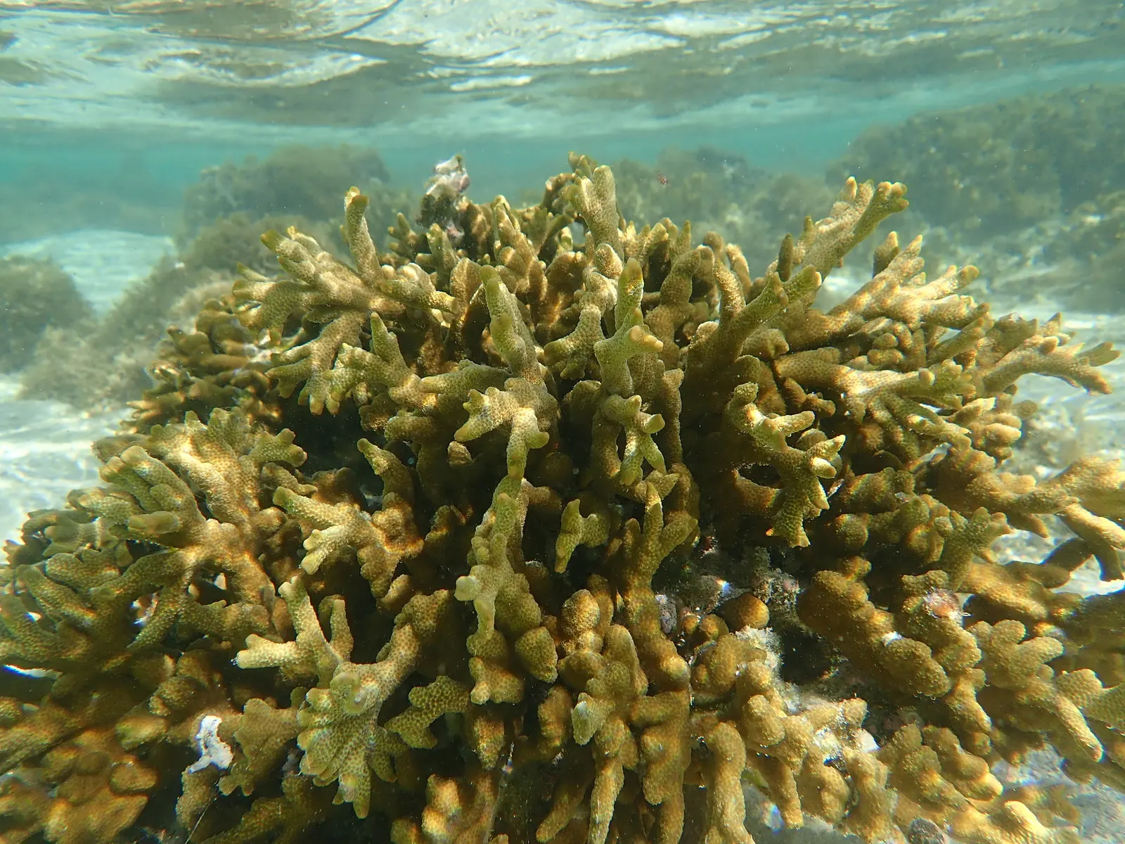 Finger montipora (Montipora digitata) – photo