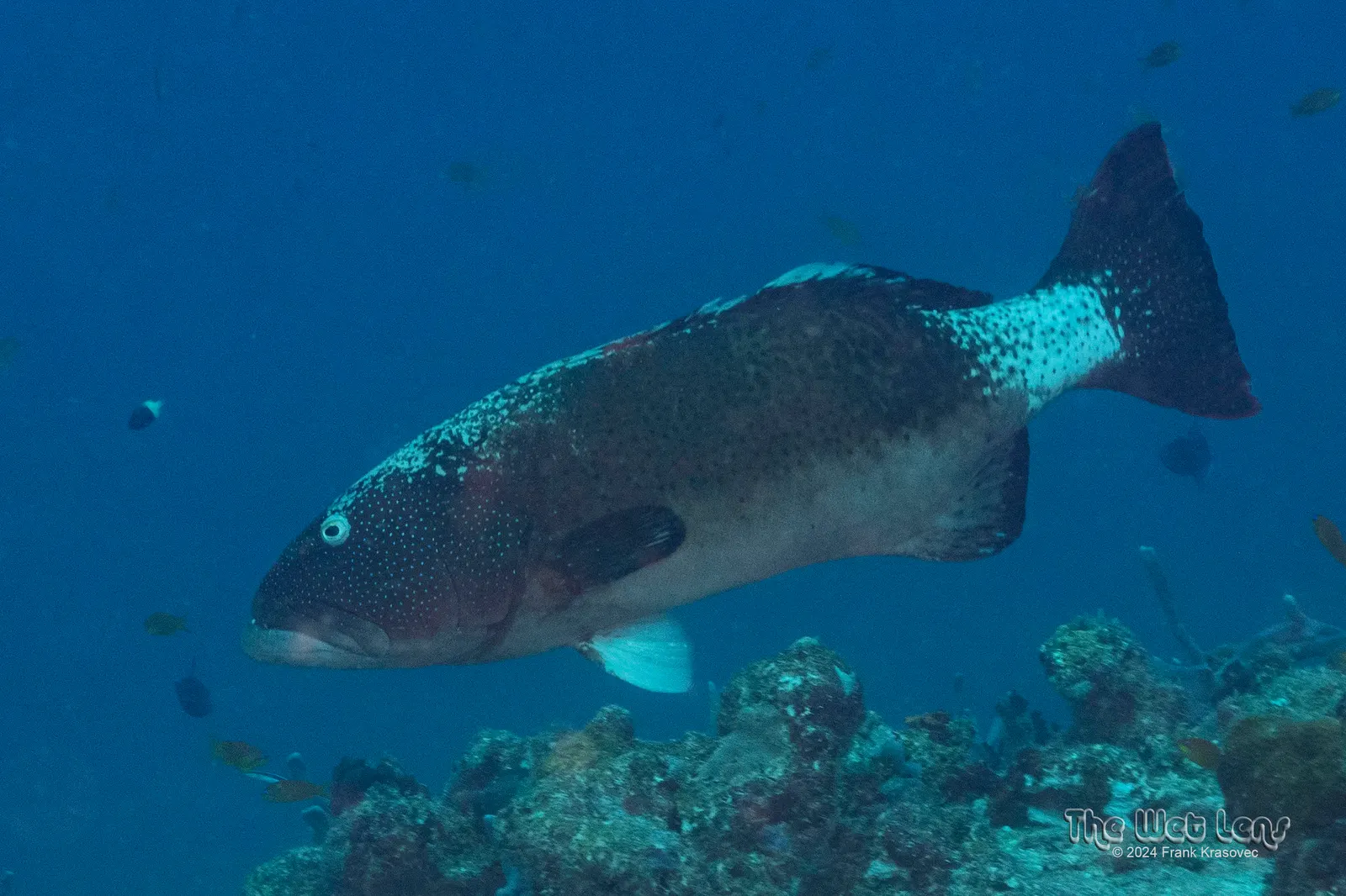 Roving coralgrouper (Plectropomus pessuliferus) – photo