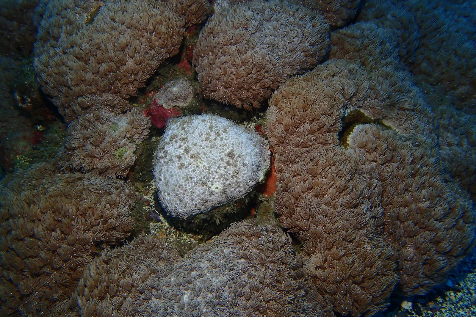 Virágcserépkorall (Goniopora columna) – fotó
