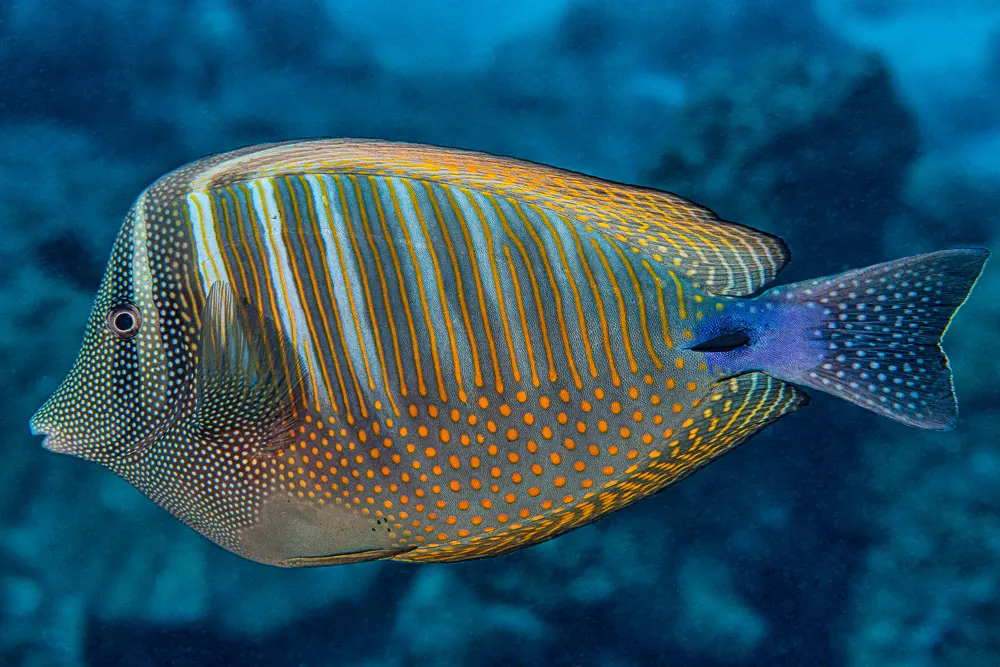 Vitorlás doktorhal (Zebrasoma desjardinii) – fotó