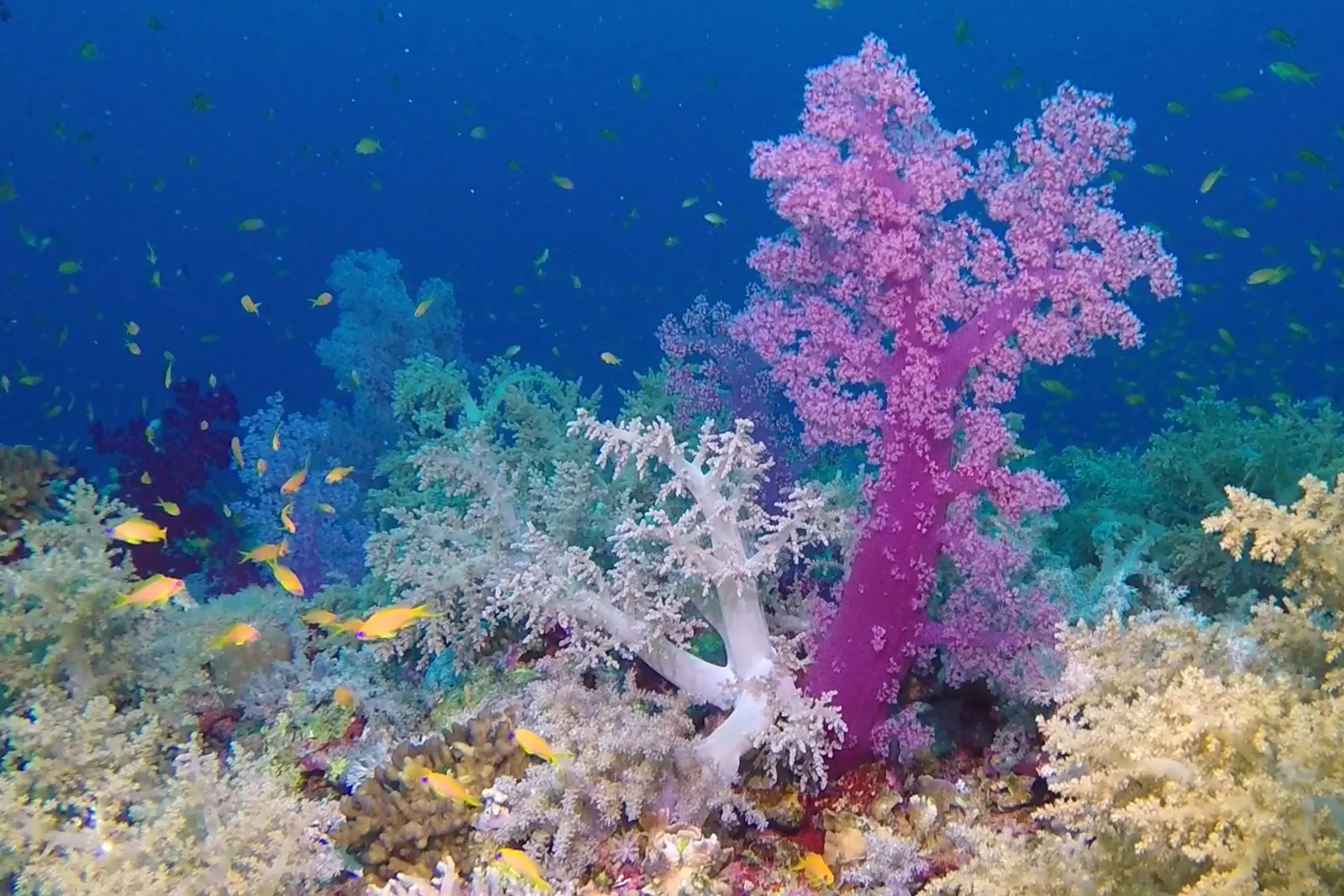 Red soft tree coral (Dendronephthya hemprichi) – photo