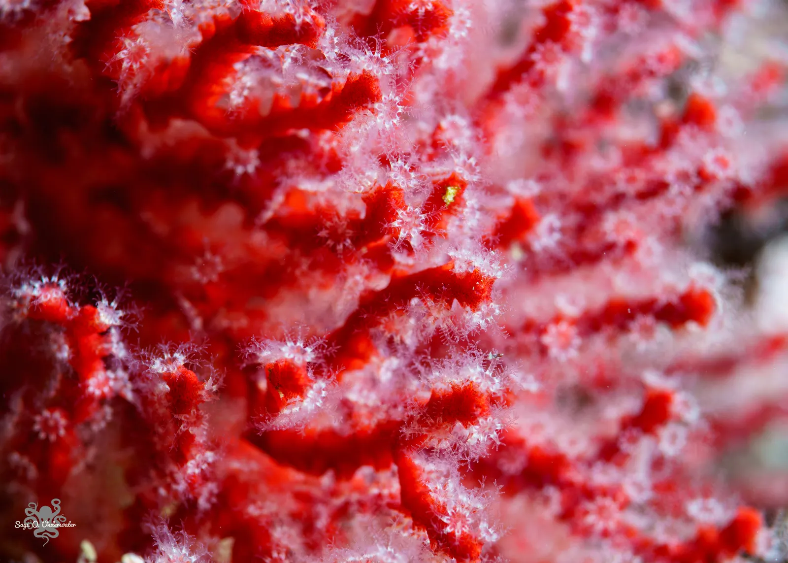 Red Sea fan coral (Melithaea erythraea) – photo