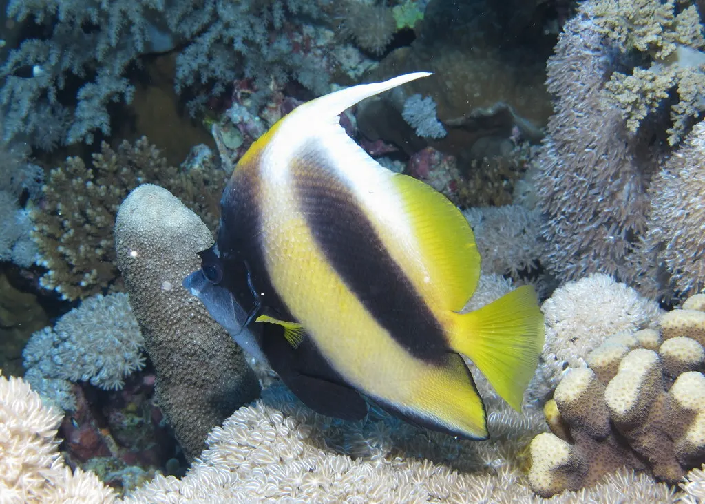 Vörös-tengeri zászlóshal (Heniochus intermedius) – fotó