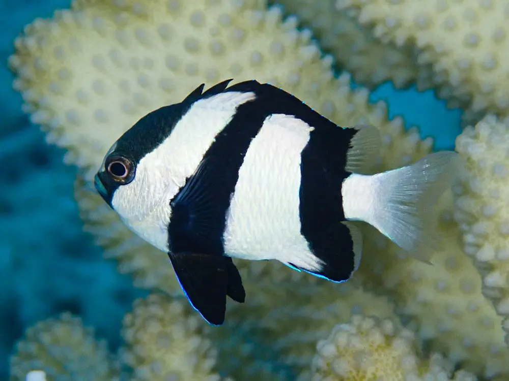 Humbug dascyllus (Dascyllus aruanus) – photo