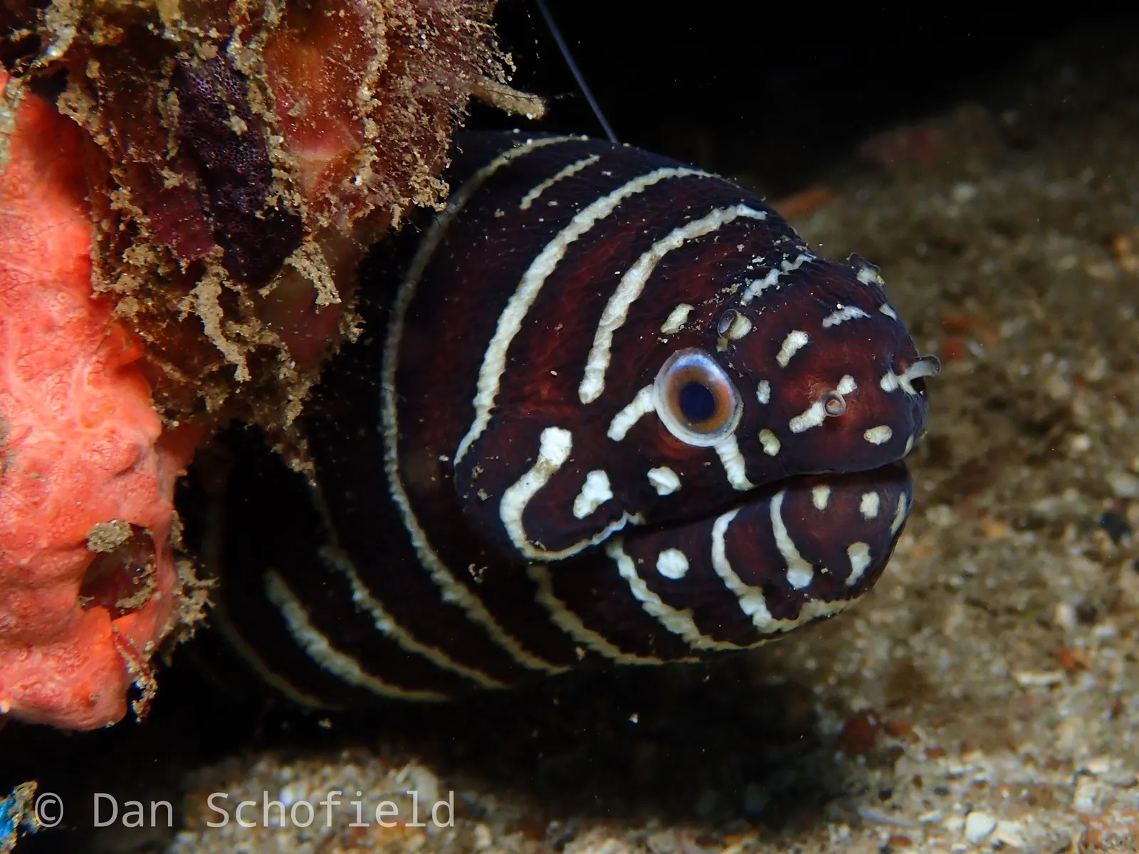 Zebra moray (Gymnomuraena zebra) – photo