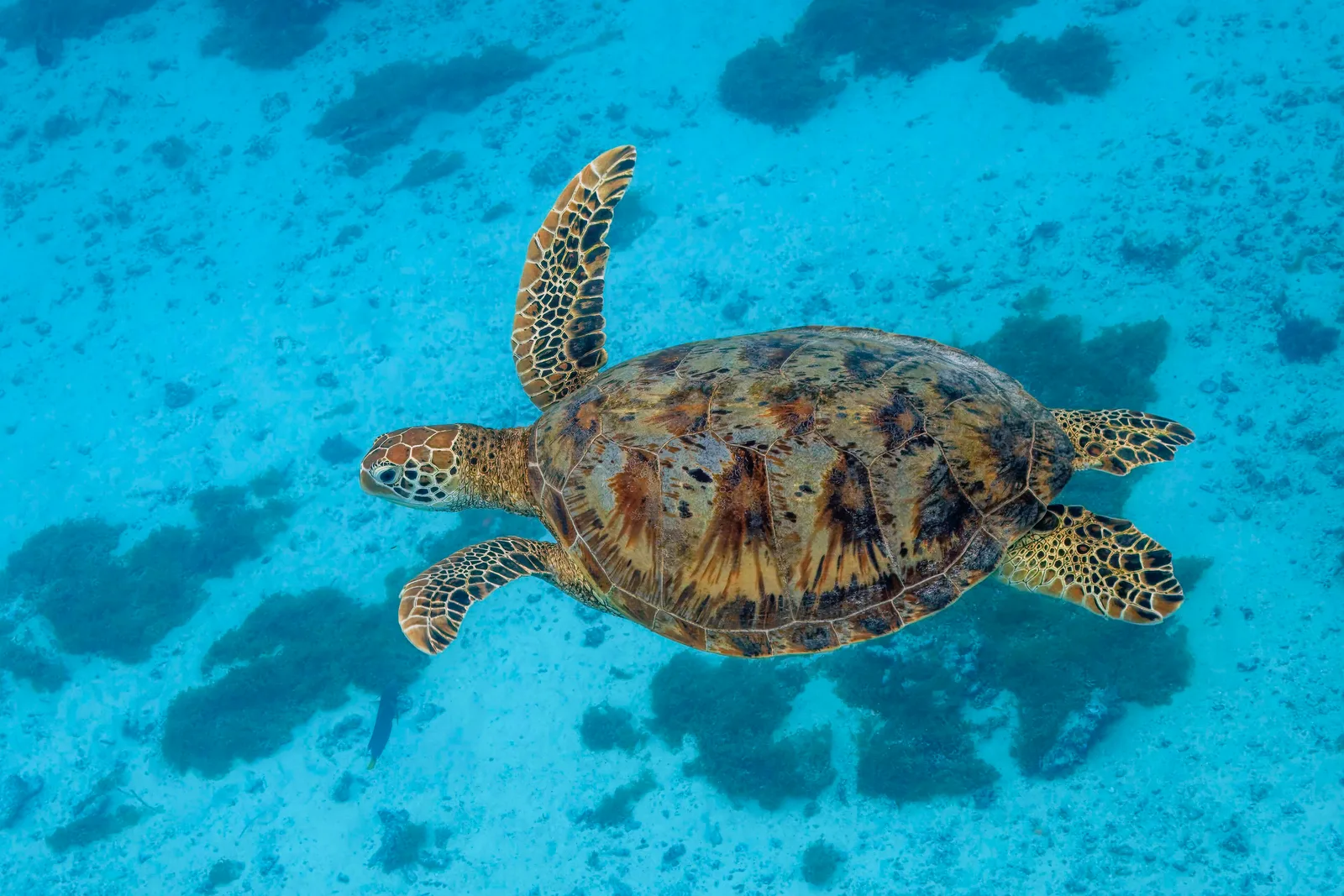 Green sea turtle (Chelonia mydas) – photo